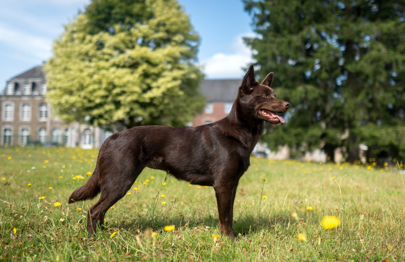 Automne 2026 : Portée à venir