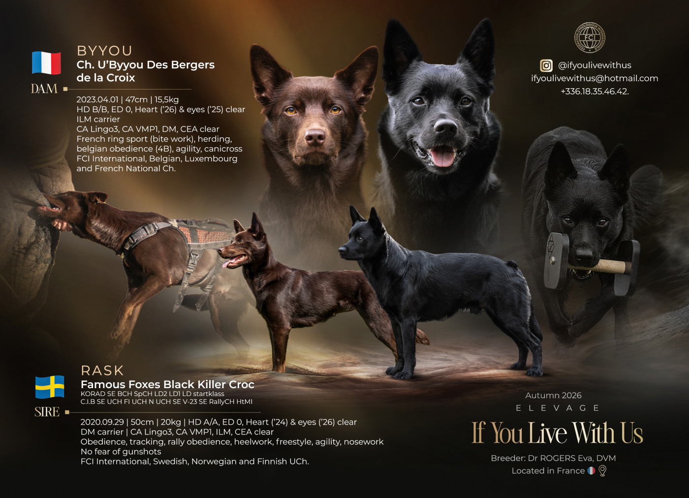 If You Live With Us - Australian Kelpie - Portée née le 26/08/2026