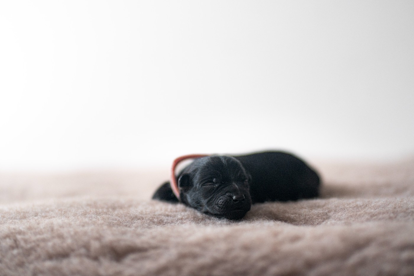 If You Live With Us - Chiots disponibles - Australian Kelpie