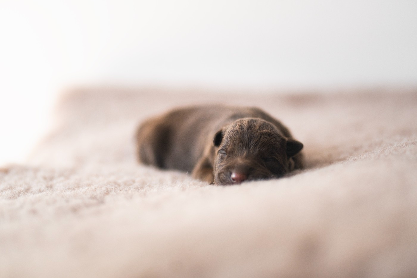 If You Live With Us - Chiots disponibles - Australian Kelpie